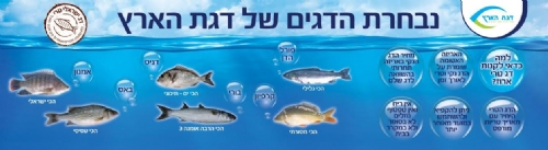 דגת הארץ משיקה קונספט שיווקי חדש – מקרר חנות דגים בשירות עצמי דגת הארץ משיקה קונספט שיווקי חדש – מקרר חנות דגים בשירות עצמי